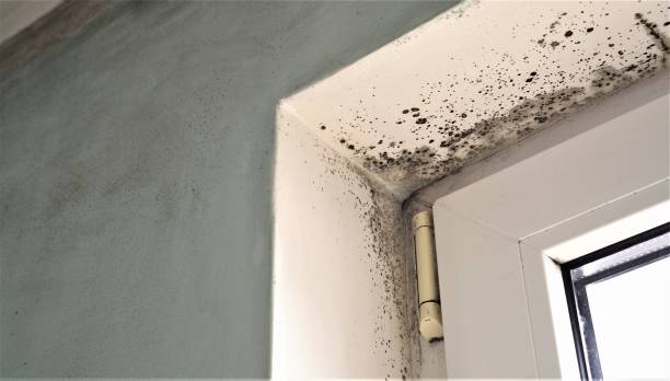 Trusted Santa Barbara, CA Mold Removal Experts