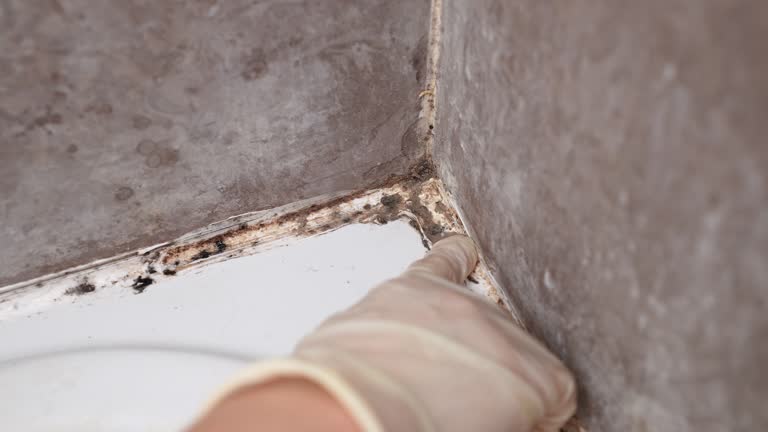 Best Mold Damage Restoration  in Santa Barbara, CA